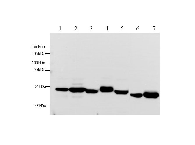 Western blot with ANG2 Polyclonal antibody at dilution of 1:1000.lane 1:A549 whole cell lysate,lane 2:Hep G2 whole cell lysate,lane 3:Mouse kidney,lane 4:Mouse ovary,lane 5:Mouse placenta,lane 6:Rat ovary,lane 7:Rat placenta