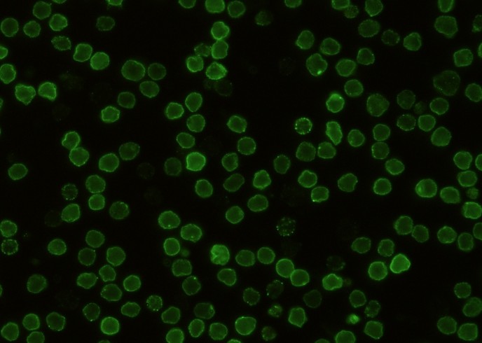 Recombinant CD48/SLAMF2 Monoclonal Antibody-searchlist-1
