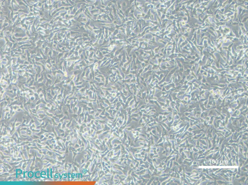 B16-F10 Cell Complete Medium - 2
