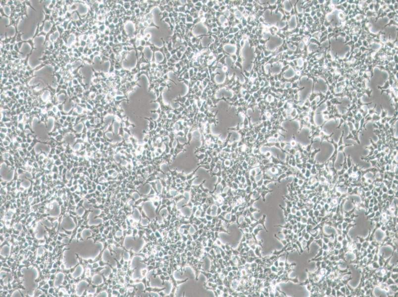 HKb20 Cell Complete Medium - 3