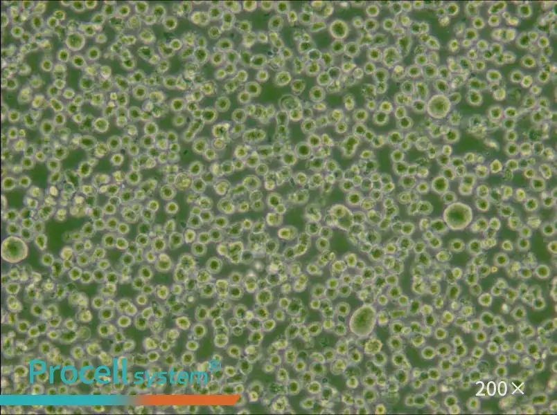 U266 [U266B1] Cell Complete Medium - small - 4