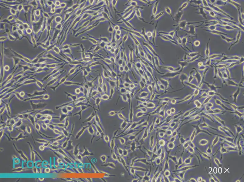 RBL-2H3 Cell Complete Medium - small - 6