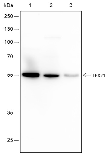 Recombinant TBX21 Monoclonal Antibody-searchlist-1