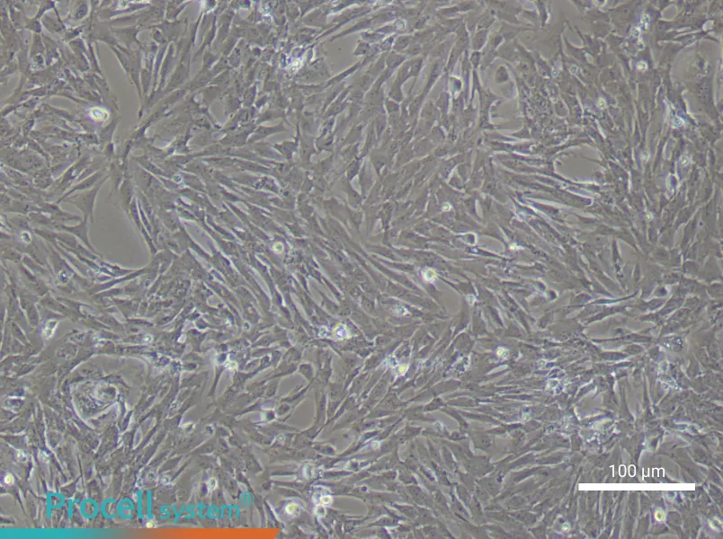 Rat Bladder Smooth Muscle Cells - 1