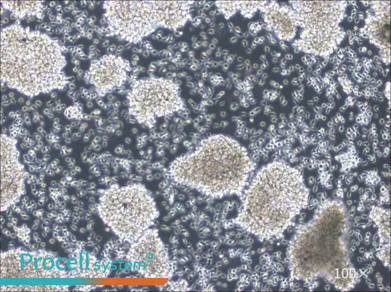 MC/CAR Cell Complete Medium - 1