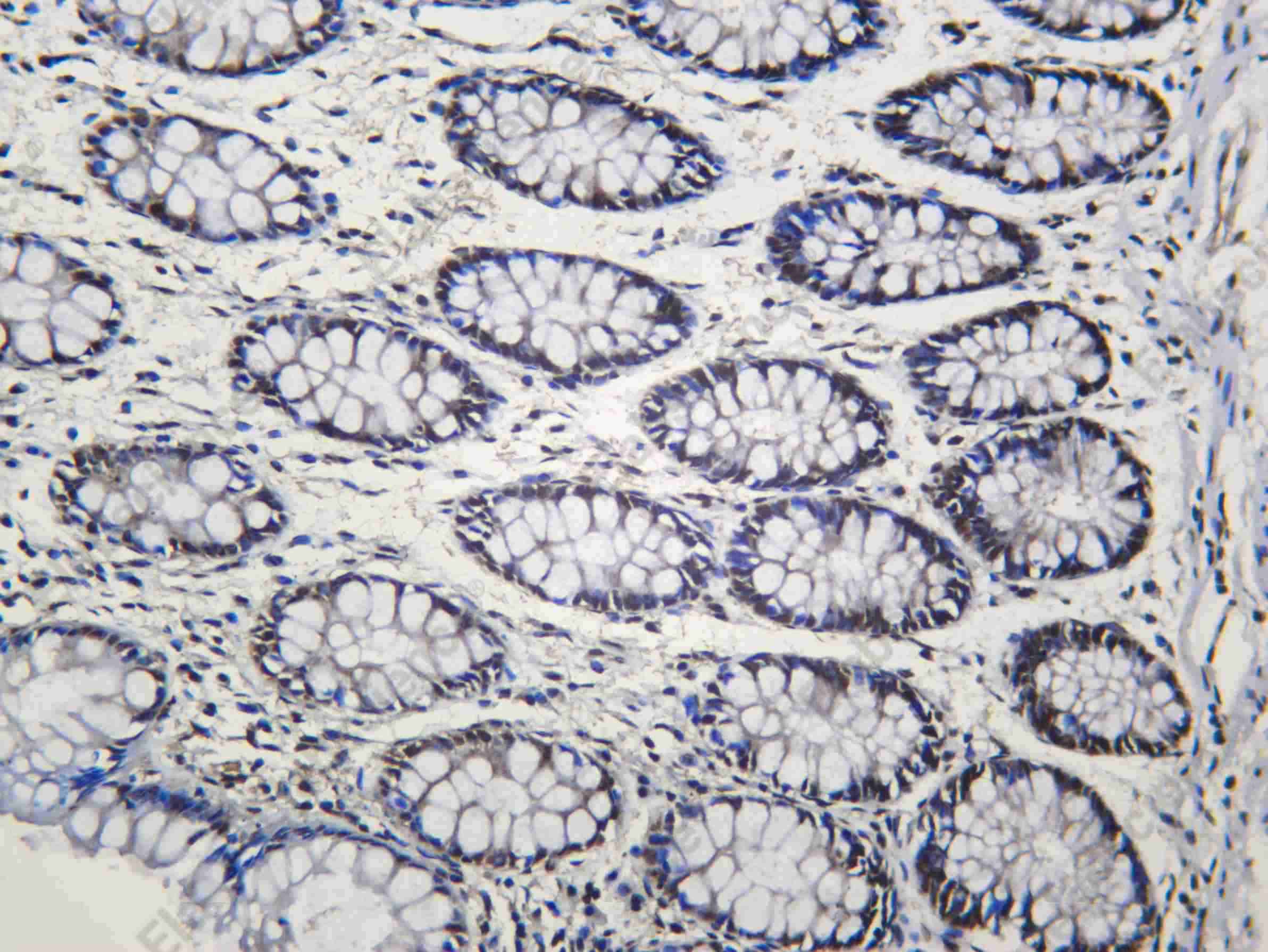 Recombinant NONO Monoclonal Antibody - 1