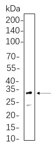 Recombinant RPS6 Monoclonal Antibody-searchlist-1