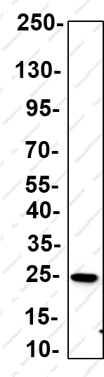 Recombinant TIM23 Monoclonal Antibody - 1