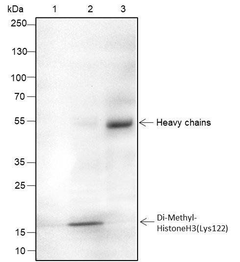Recombinant Histone H3 (Di Methyl Lys122) Monoclonal Antibody - small - 5