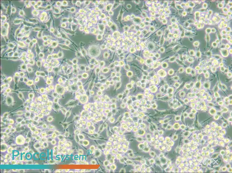 BV2 Cell Complete Medium - small - 5