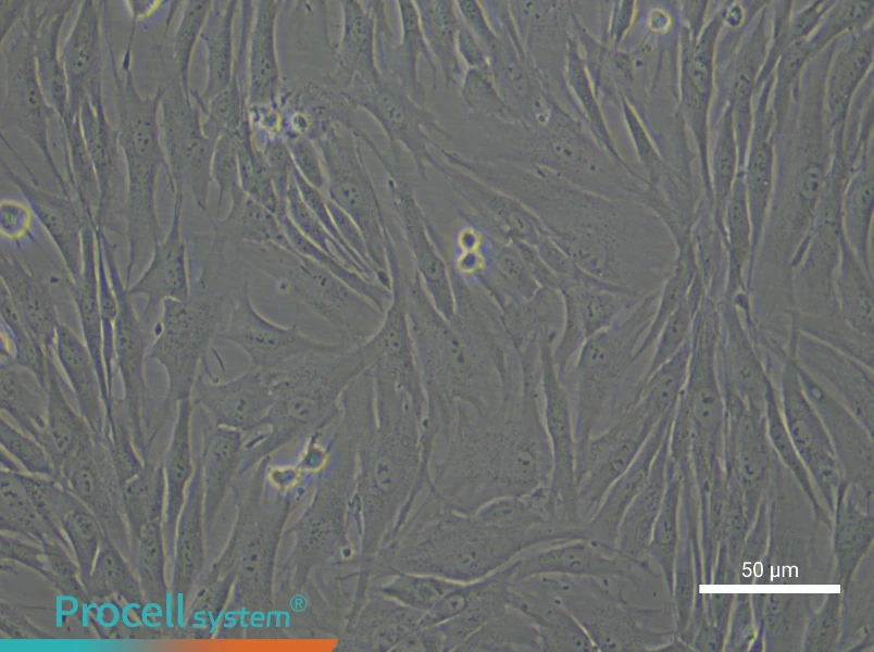 Human Gingival Fibroblast Complete Medium - small - 6