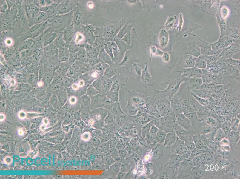 HMC3 Cell Complete Medium - small - 5