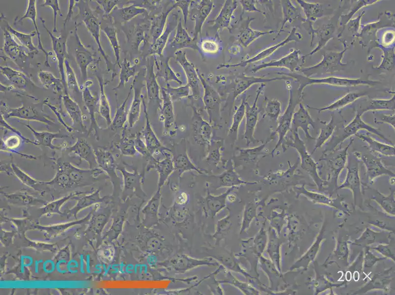 EA.hy926 Cell Complete Medium - small - 5