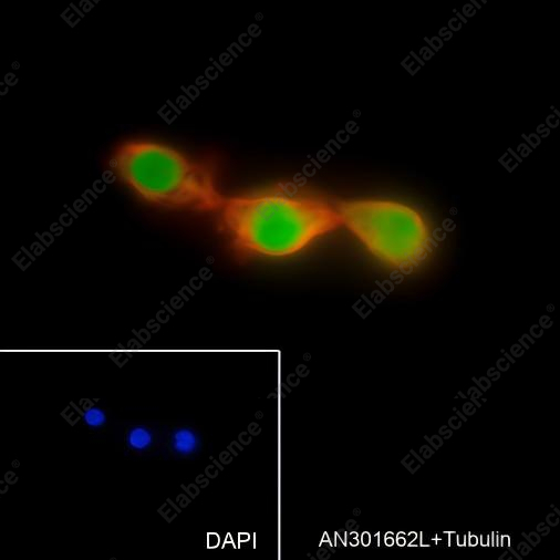 Recombinant SOX2 Monoclonal Antibody - 6