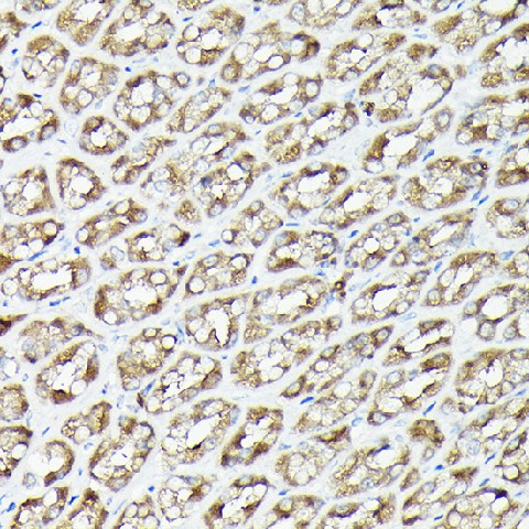 Immunohistochemistry of paraffin-embedded rat stomach using RPS6KA1/RPS6KA2/RPS6KA3 Polyclonal Antibody at dilution of 1:200 (40x lens).Perform high pressure antigen retrieval with 10 mM citrate buffer pH 6.0 before commencing with IHC staining protocol.