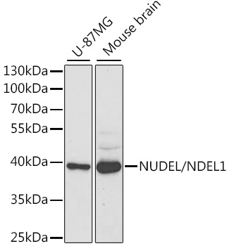 Western blot analysis of extracts of various cell lines using NUDEL/NUDEL/NDEL1 Polyclonal Antibody at 1:1000 dilution.