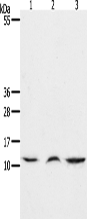 Western Blot analysis of Mouse lung and thymus tissue, Human fetal muscle tissue using CCL17 Polyclonal Antibody at dilution of 1:1300