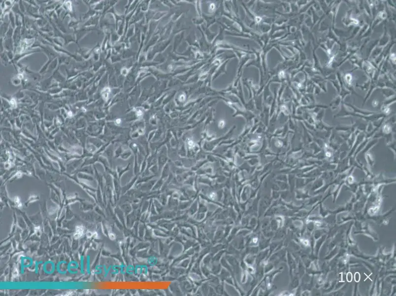 WPMY-1 Cell Complete MediumWPMY-1 Cell Complete Medium - 3