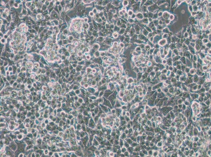 KPL-4 Cell Complete Medium - 6