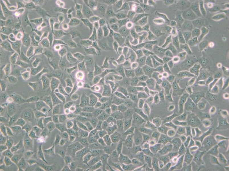 SHZ-88 Cell Complete Medium - small - 5