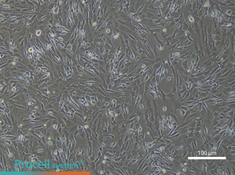 Rat Gingival Fibroblast Complete MediumRat Gingival Fibroblast Complete Medium - 3