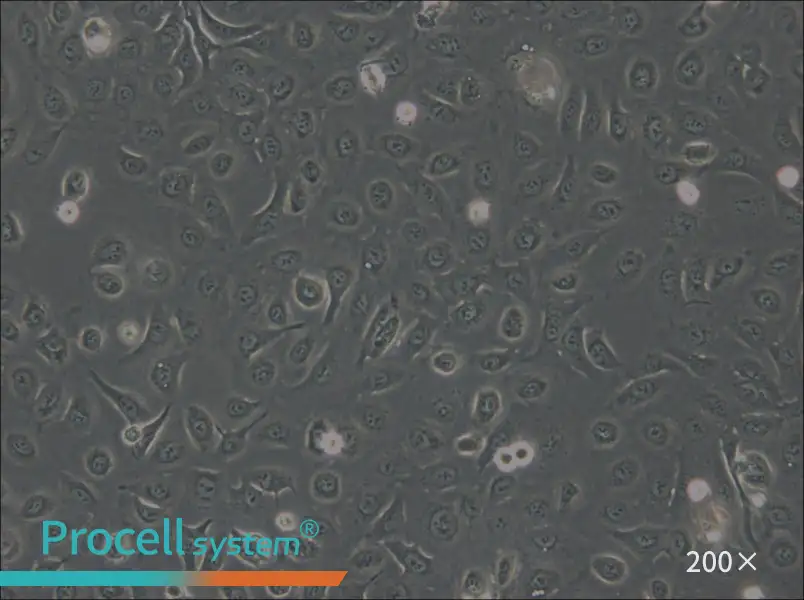 OVCA429 Cell Complete Medium - 4