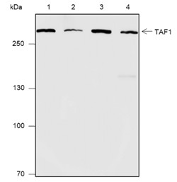 Recombinant TAF1 Monoclonal Antibody-searchlist-1