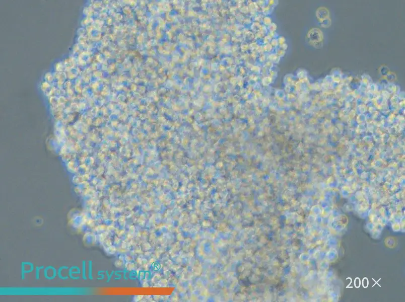 SHP-77 Cell Complete Medium - small - 6