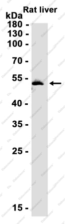 Recombinant FADS1 Monoclonal Antibody - 2