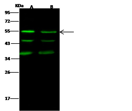 Recombinant JNK2/MAPK9 Monoclonal Antibody - small - 2