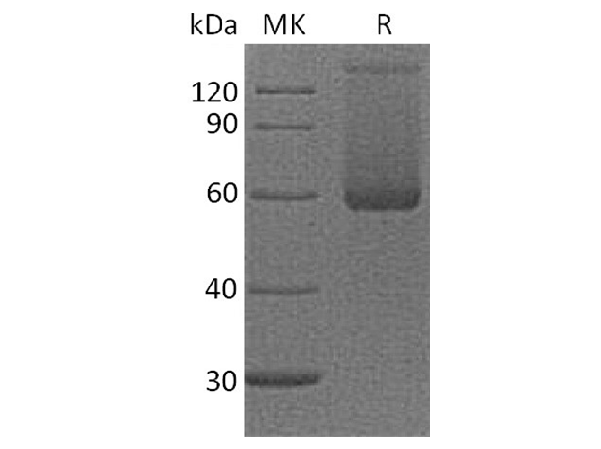 Recombinant Cynomolgus LAG-3/CD223 Protein (His Tag)