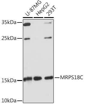 Western blot analysis of extracts of various cell lines using MRPS18C Polyclonal Antibody at1:1000 dilution.