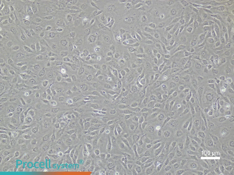 Human Intestinal Microvascular Endothelial Cell Complete Medium - 3