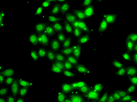Immunofluorescence analysis of U2OS cells using PIAS3 Polyclonal Antibody