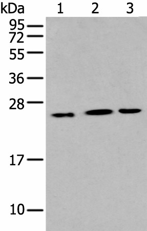 Western blot analysis of Hepg2 Hela and A549 cell  using IL6 Polyclonal Antibody at dilution of 1:400