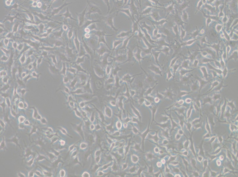 B16-F10 Cell Complete Medium - small - 5