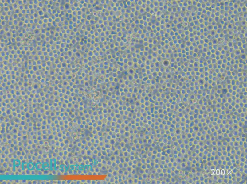 Sc-1 Cell Complete Medium - 5