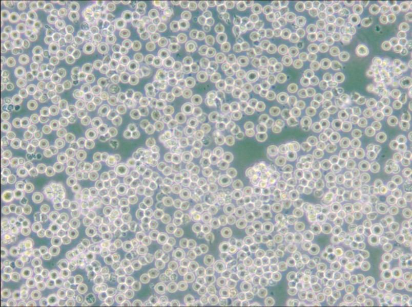 JM Cell Complete Medium - 6