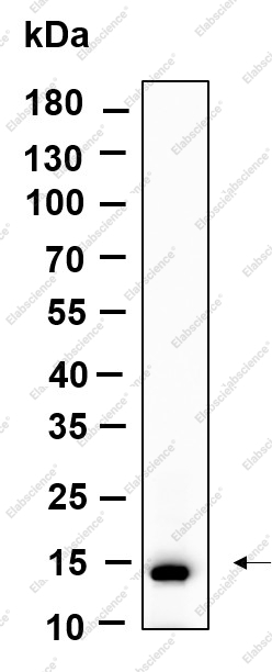 Recombinant Histone H2A (Acetyl Lys9) Monoclonal Antibody - 1