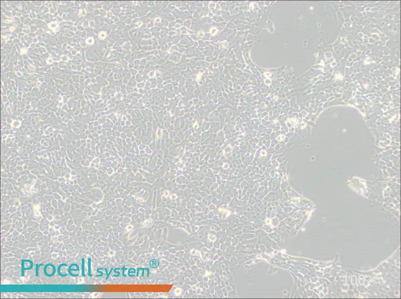 Detroit 562 Cell Complete MediumDetroit 562 Cell Complete Medium - 3