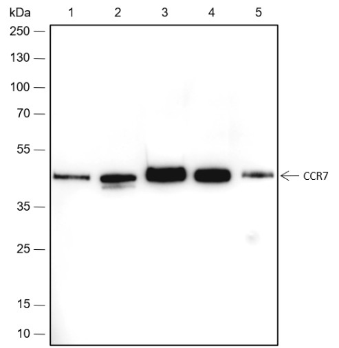 Recombinant CCR7 Monoclonal Antibody-searchlist-1