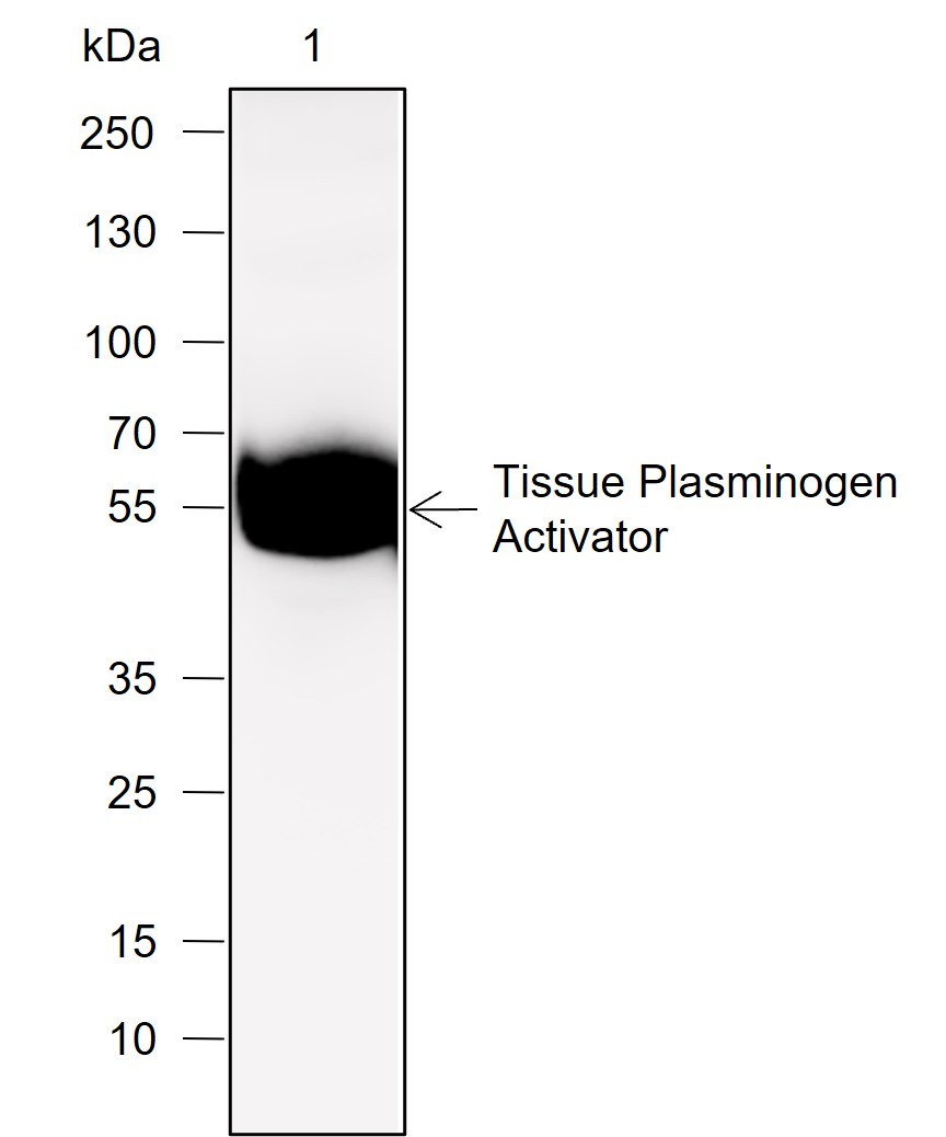 Recombinant Tissue Plasminogen Activator Monoclonal Antibody - small - 2