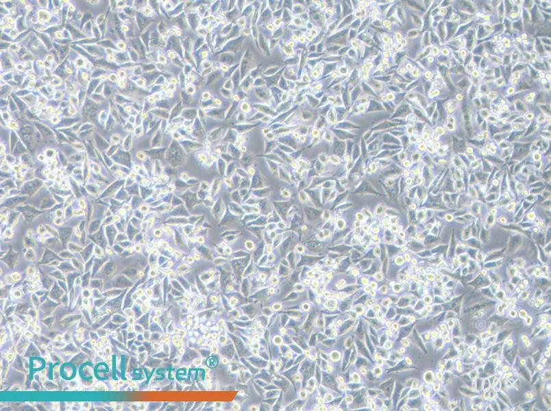 Calu-6 Cell Complete Medium - 1