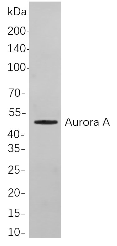 Recombinant Aurora A Monoclonal Antibody-searchlist-1