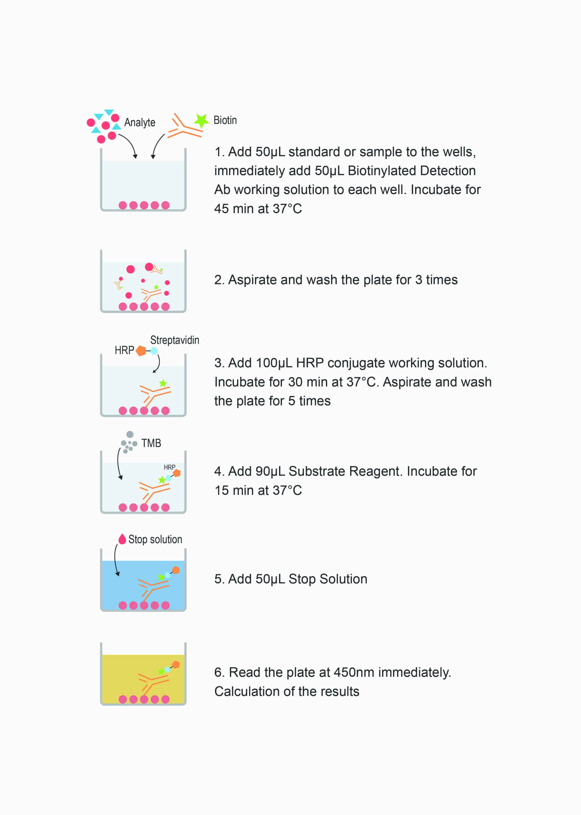 cAMP (Cyclic adenosine monophosphate) ELISA Kit - procedures