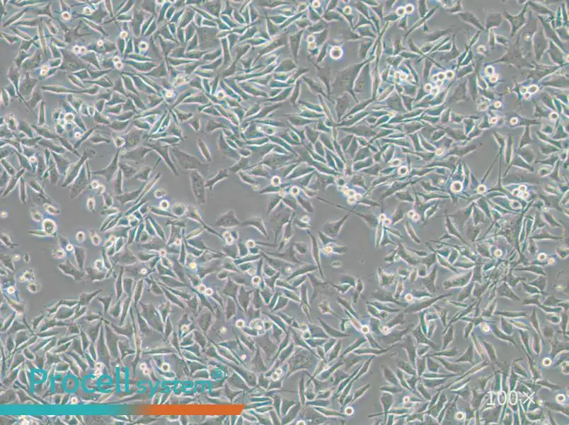 PC-3-RFP Cell Complete Medium - small - 4