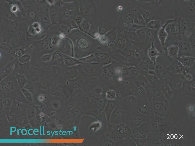 SF763 Cell Complete Medium - 5