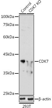 Western blot analysis of extracts from normal (control) and CDK7 knockout (KO) 293T cells using CDK7 Polyclonal Antibody at 1:1000 dilution.