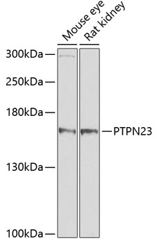 Western blot analysis of extracts of various cell lines using PTPN23 Polyclonal Antibody at dilution of 1:1000.