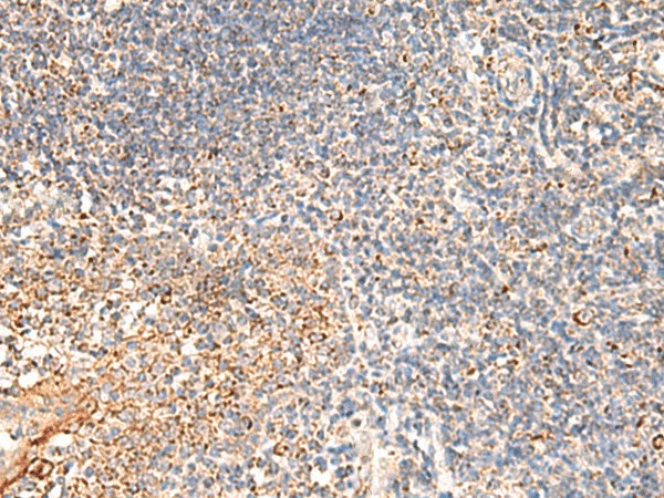 Immunohistochemistry of paraffin-embedded Human tonsil tissue  using DUSP7 Polyclonal Antibody at dilution of 1:50(?200)